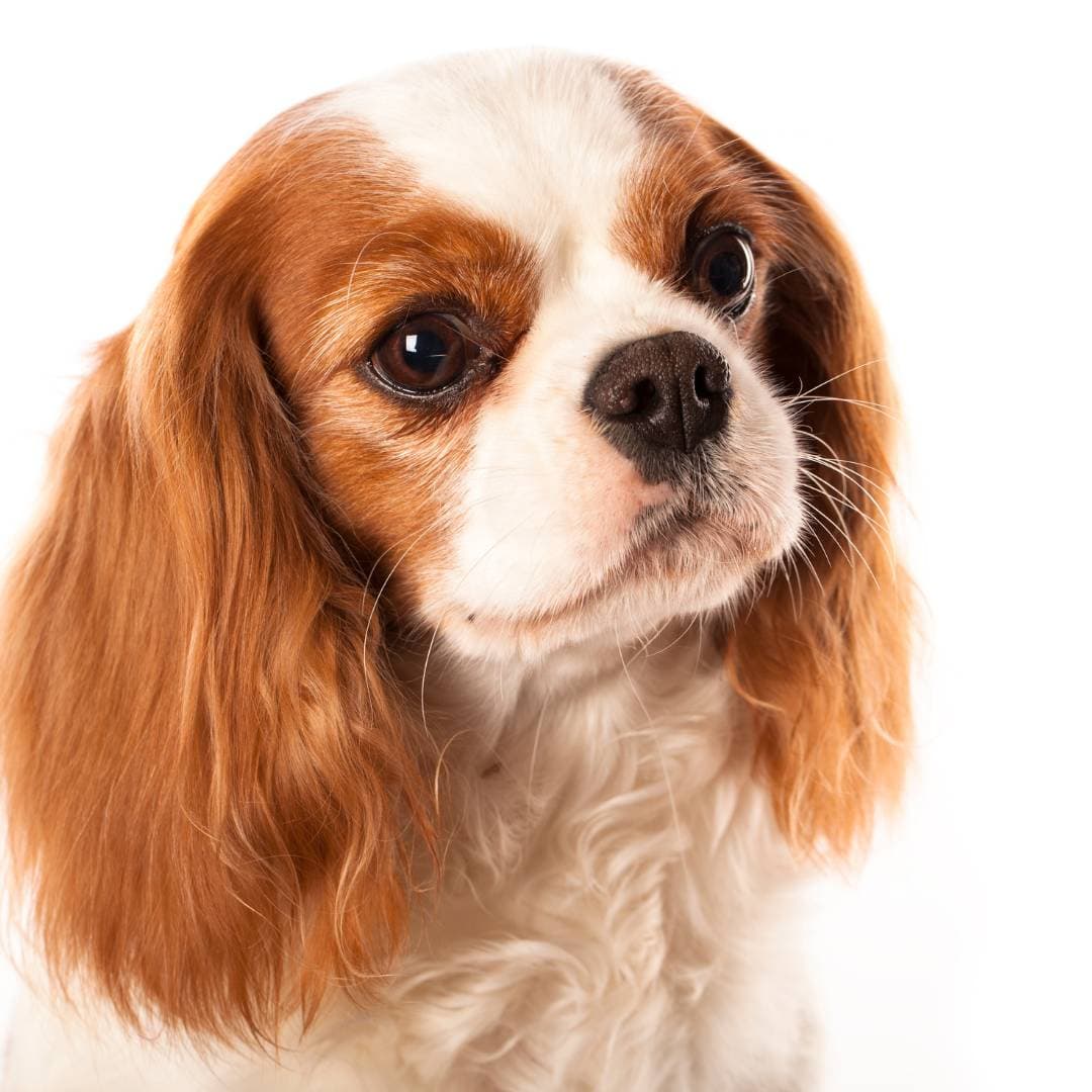 Cavalier King Charles Spaniel Liam - My Soulmate